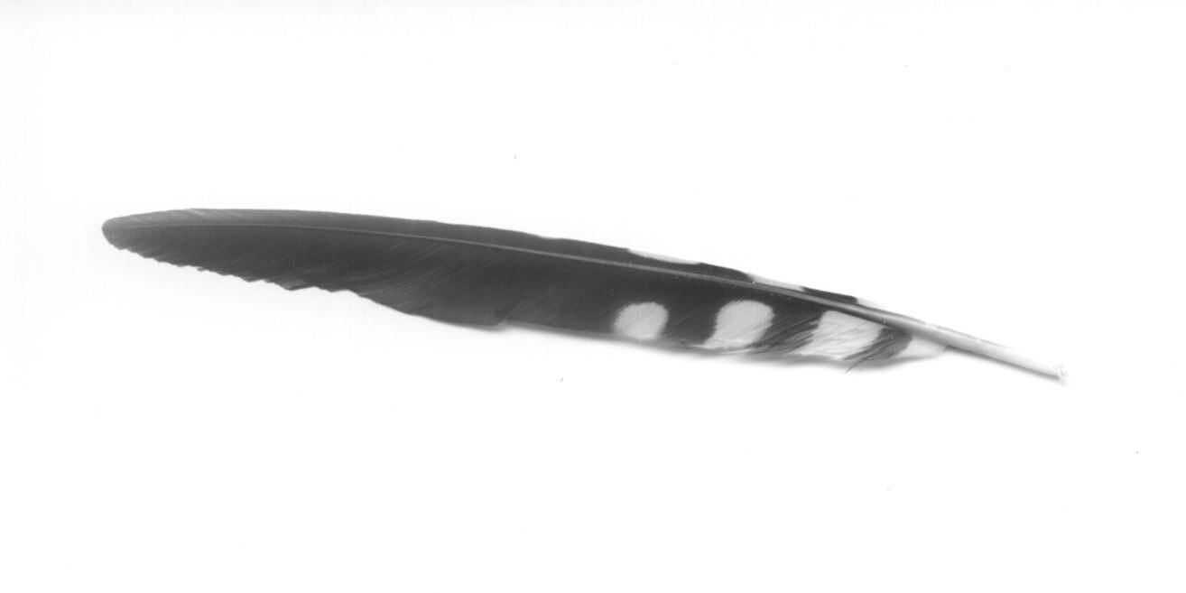 Penna di Picchio rosso maggiore - Dendrocopos major